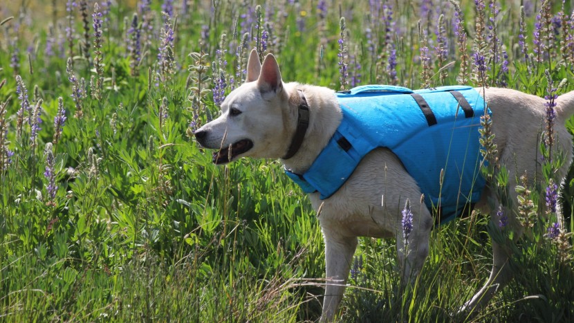 life jacket - the cfd delivers a secure and comfortable fit for a range of dog...
