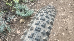 schwalbe albert radial trail pro