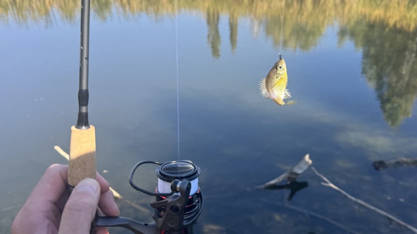 of course, this reel has more than enough power for pretty little...