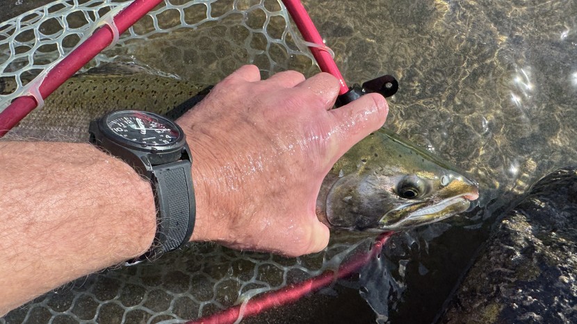 if you need some extra backbone, the ugly stik gx2 helped bring in...