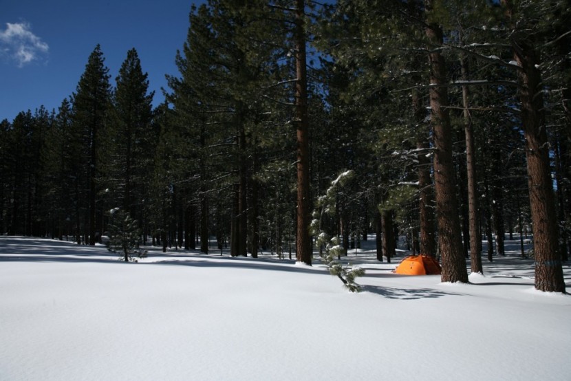 marmot alpinist 2 - marmot alpinist in a well protected forest